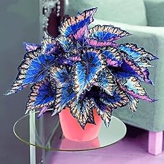 Rare coleus popular for sale  Delivered anywhere in USA 