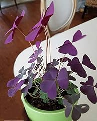 Ampoules oxalis triangularis d'occasion  Livré partout en France