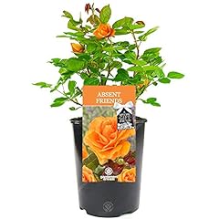 Absent friend rose for sale  Delivered anywhere in UK