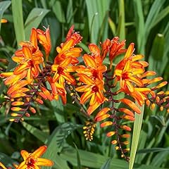 Firestarter crocosmia blubs for sale  Delivered anywhere in USA 