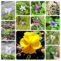 Duftveilchen samen blumensamen gebraucht kaufen  Wird an jeden Ort in Deutschland
