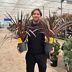 Cordyline australis large for sale  Delivered anywhere in UK