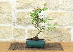 Bonsai melo fiore usato  Spedito ovunque in Italia 