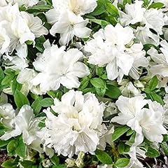Azalea pleasant white for sale  Delivered anywhere in UK