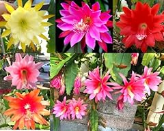 Mix epiphyllum orchid for sale  Delivered anywhere in USA 