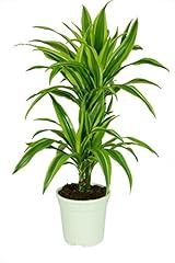 Dracaena deremensis lemon gebraucht kaufen  Wird an jeden Ort in Deutschland