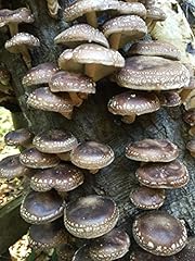 100 shiitake mushroom for sale  Delivered anywhere in USA 
