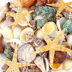Pcs natural seashells for sale  Delivered anywhere in USA 