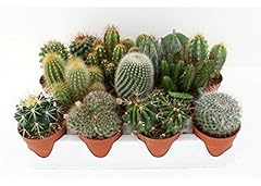 Piante grasse vere usato  Spedito ovunque in Italia 