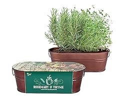 Buzzy holiday herbs for sale  Delivered anywhere in USA 