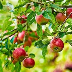 Set apple tree for sale  Delivered anywhere in USA 