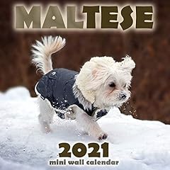 Maltese 2021 mini usato  Spedito ovunque in Italia 