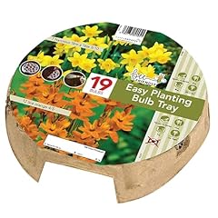 Narcissus ixia bulbs for sale  Delivered anywhere in UK