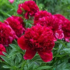 Herbaceous Peony Plants Garden Ready 'Double Red' Paeonia, used for sale  Delivered anywhere in UK