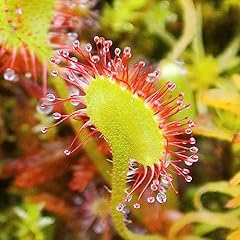 Sundew drosera rotundifolia for sale  Delivered anywhere in UK