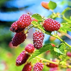 Hardy tayberry plant for sale  Delivered anywhere in UK