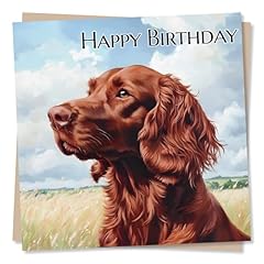 Irish red setter for sale  Delivered anywhere in UK
