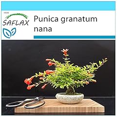 Saflax confezione regalo usato  Spedito ovunque in Italia 