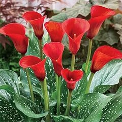 Votaniki red calla for sale  Delivered anywhere in USA 