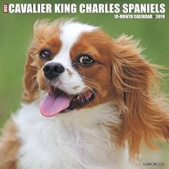 Just cavalier king d'occasion  Livré partout en France