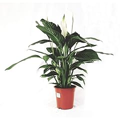 Spathiphyllum spatifillo piant usato  Spedito ovunque in Italia 