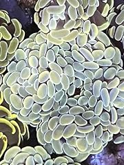 Coralslover live saltwater for sale  Delivered anywhere in USA 