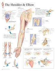 Understanding shoulder elbow for sale  Delivered anywhere in UK