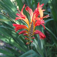 Crocosmia lucifer outdoor for sale  Delivered anywhere in UK