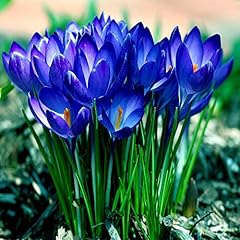 Bulbes crocus safran d'occasion  Livré partout en France