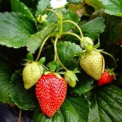 Everbearing strawberry plants for sale  Delivered anywhere in USA 