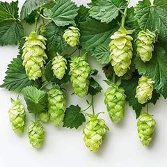 100 climbing hops for sale  Delivered anywhere in UK