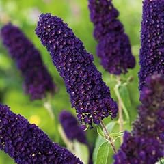 Garten schlüter schmetterling gebraucht kaufen  Wird an jeden Ort in Deutschland
