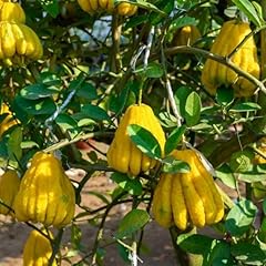 Buddhas hand zitrone gebraucht kaufen  Wird an jeden Ort in Deutschland