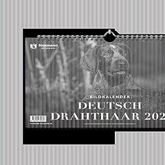 Deutsch drahthaar 2024 gebraucht kaufen  Wird an jeden Ort in Deutschland