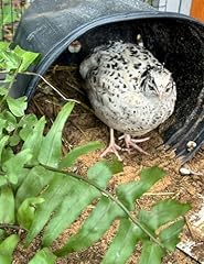 Pearl fee coturnix for sale  Delivered anywhere in USA 