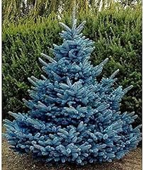 Blue spruce seeds for sale  Delivered anywhere in USA 