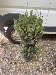 Hicks yew for sale  Delivered anywhere in USA 