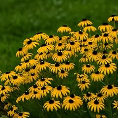 Perennial farm rudbeckia for sale  Delivered anywhere in USA 