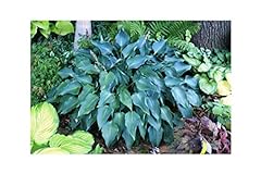 Litre potted hosta for sale  Delivered anywhere in UK
