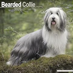 Bearded collie calendar d'occasion  Livré partout en Belgiqu