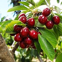 Seed cherry tree for sale  Delivered anywhere in USA 