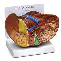 Gpi anatomicals liver for sale  Delivered anywhere in USA 