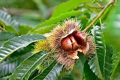 Chinese chestnut live for sale  Delivered anywhere in USA 