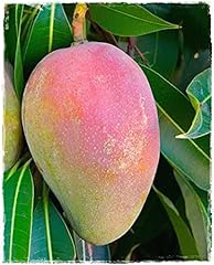 Mango pflanze zeit gebraucht kaufen  Wird an jeden Ort in Deutschland