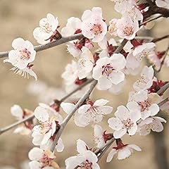 Flowering ornamental cherry for sale  Delivered anywhere in UK