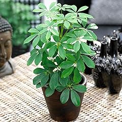 Schefflera nora popular for sale  Delivered anywhere in UK