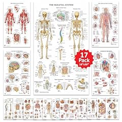 Human anatomy posters for sale  Delivered anywhere in USA 