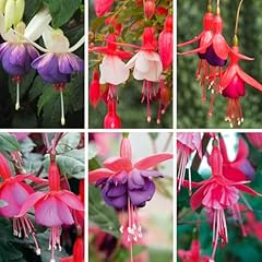 Yougarden hardy fuchsia for sale  Delivered anywhere in UK