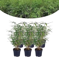 Happy plants plante d'occasion  Livré partout en France