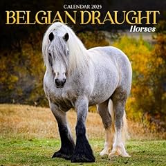Belgian draught horse for sale  Delivered anywhere in USA 